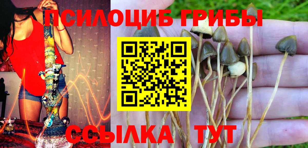 Псилоцибиновые грибы Psilocybe Алушта
